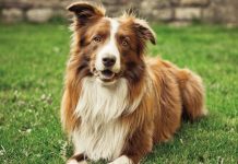 Владельцам жилья поступают напоминания о необходимости зарегистрировать домашнее животное. Как это сделать?