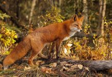 Вакцинация диких плотоядных животных будет проводиться в Минской области с 18 апреля