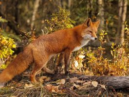 Вакцинация диких плотоядных животных будет проводиться в Минской области с 18 апреля Вакцинация диких плотоядных животных будет проводиться в Минской области с 18 апреля