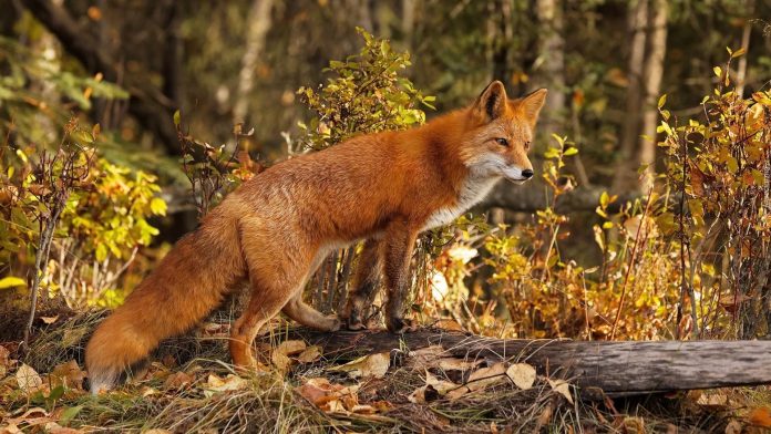 Вакцинация диких плотоядных животных будет проводиться в Минской области с 18 апреля