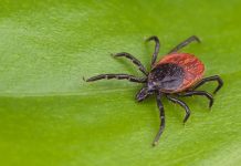 В Беларуси начался сезон активности клещей. Как уберечься от укусов