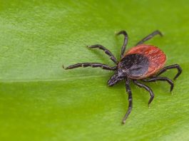 В Беларуси начался сезон активности клещей. Как уберечься от укусов