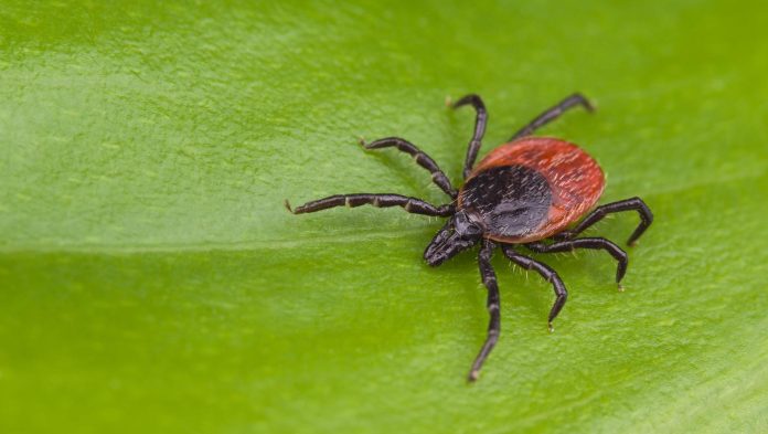 В Беларуси начался сезон активности клещей. Как уберечься от укусов