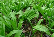 Штраф до 1350 рублей грозит белорусам за сбор черемши