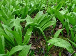 Штраф до 1350 рублей грозит белорусам за сбор черемши