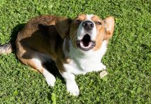 Налог на собак в Беларуси: ставки, сроки и льготы