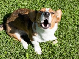 Налог на собак в Беларуси: ставки, сроки и льготы