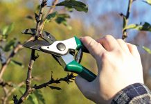 Пока деревья не проснулись. 5 секретных действий для безбедного сезона