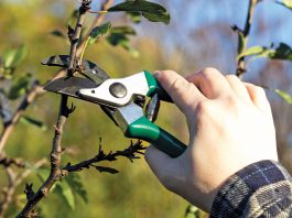 Пока деревья не проснулись. 5 секретных действий для безбедного сезона