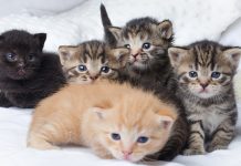 Как продать котят и щенков без нарушения законодательства