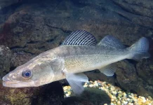 С 15 апреля в Беларуси установлен запрет на лов судака. Что грозит нарушителям