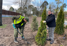 Дорожные работы и озеленение: благоустройство в Борисове продолжается