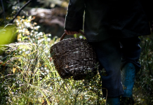 Как не потеряться в лесу: советы от борисовской милиции