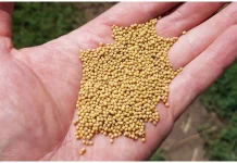 В Борисовском районе выявили нарушения при продаже семян и саженцев