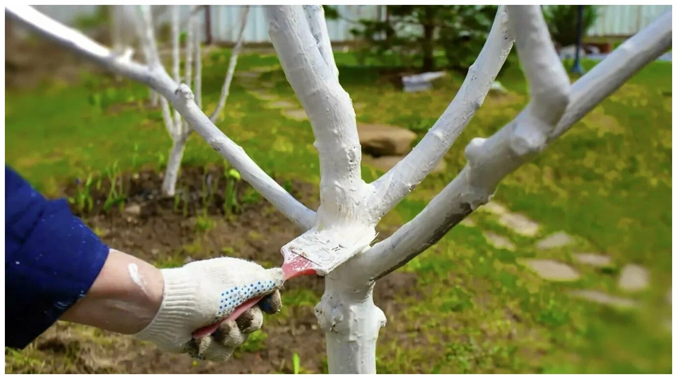 Пока деревья не проснулись. 5 секретных действий для безбедного сезона