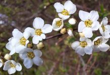 Апрель вновь «раскрашивает» весну. Фоторепортаж