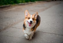 Налог на собак в Беларуси: все, что нужно знать владельцам