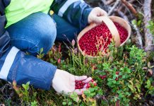 Сбор с заготовителей: что нужно знать