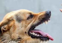 Что делать, если вас укусило животное, рассказали специалисты