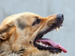Что делать, если вас укусило животное, рассказали специалисты