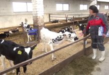 В чем заключается рутина в производстве молока, рассказали на семинаре в ОАО «Мирополье»