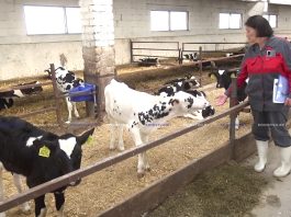 В чем заключается рутина в производстве молока, рассказали на семинаре в ОАО «Мирополье»