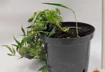 Судэксперты Борисова исследовали наркосодержащее растение, изъятое у жителя Минского района