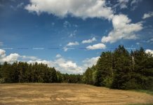 На Борисовщине снято ограничение на посещение лесов