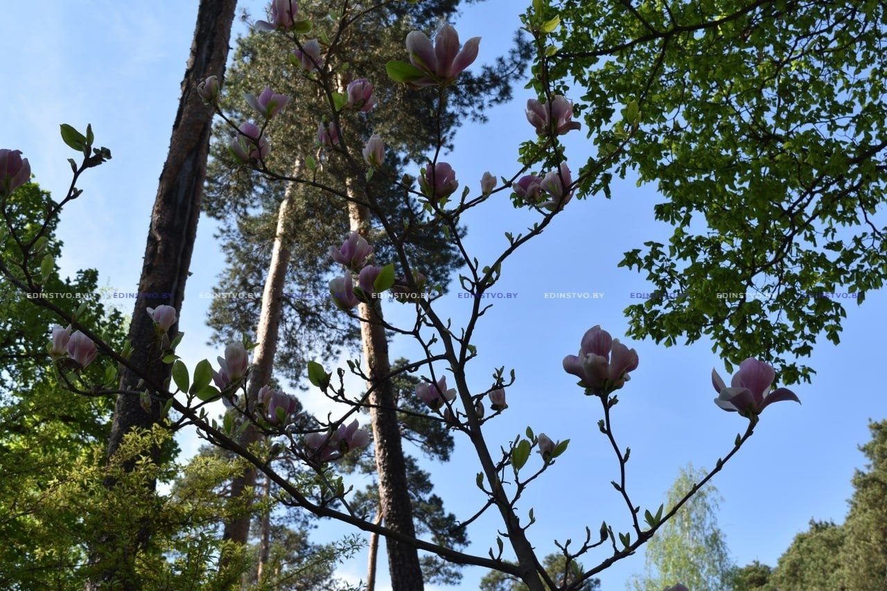 Фотофакт: в городском парке Борисова зацвела магнолия