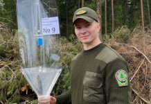 Как в Борисовском опытном лесхозе борются с жуком-короедом