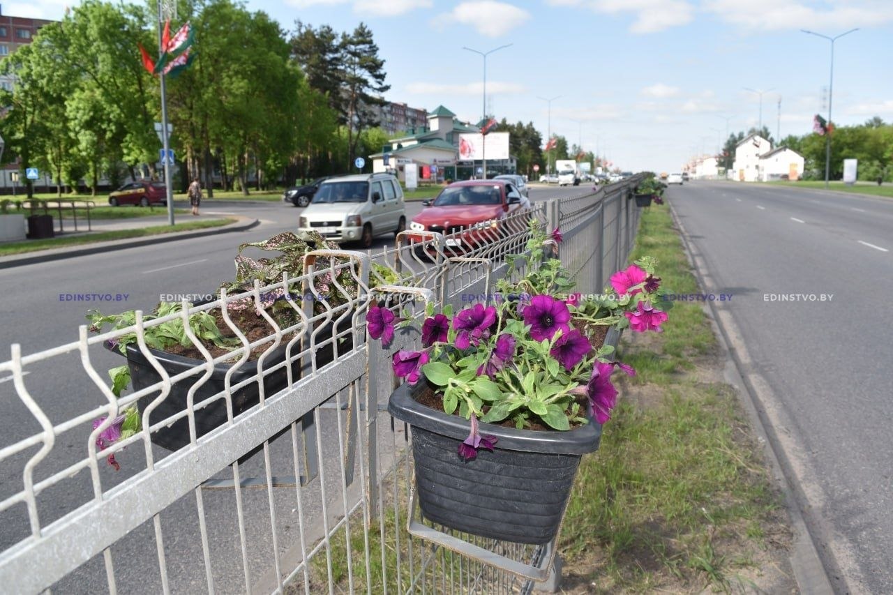 Украсим город цветами: вертикальное озеленение ул. Гагарина в Борисове