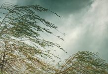 Оранжевый уровень опасности из-за гроз и сильных ливней объявлен в Беларуси 11 июня