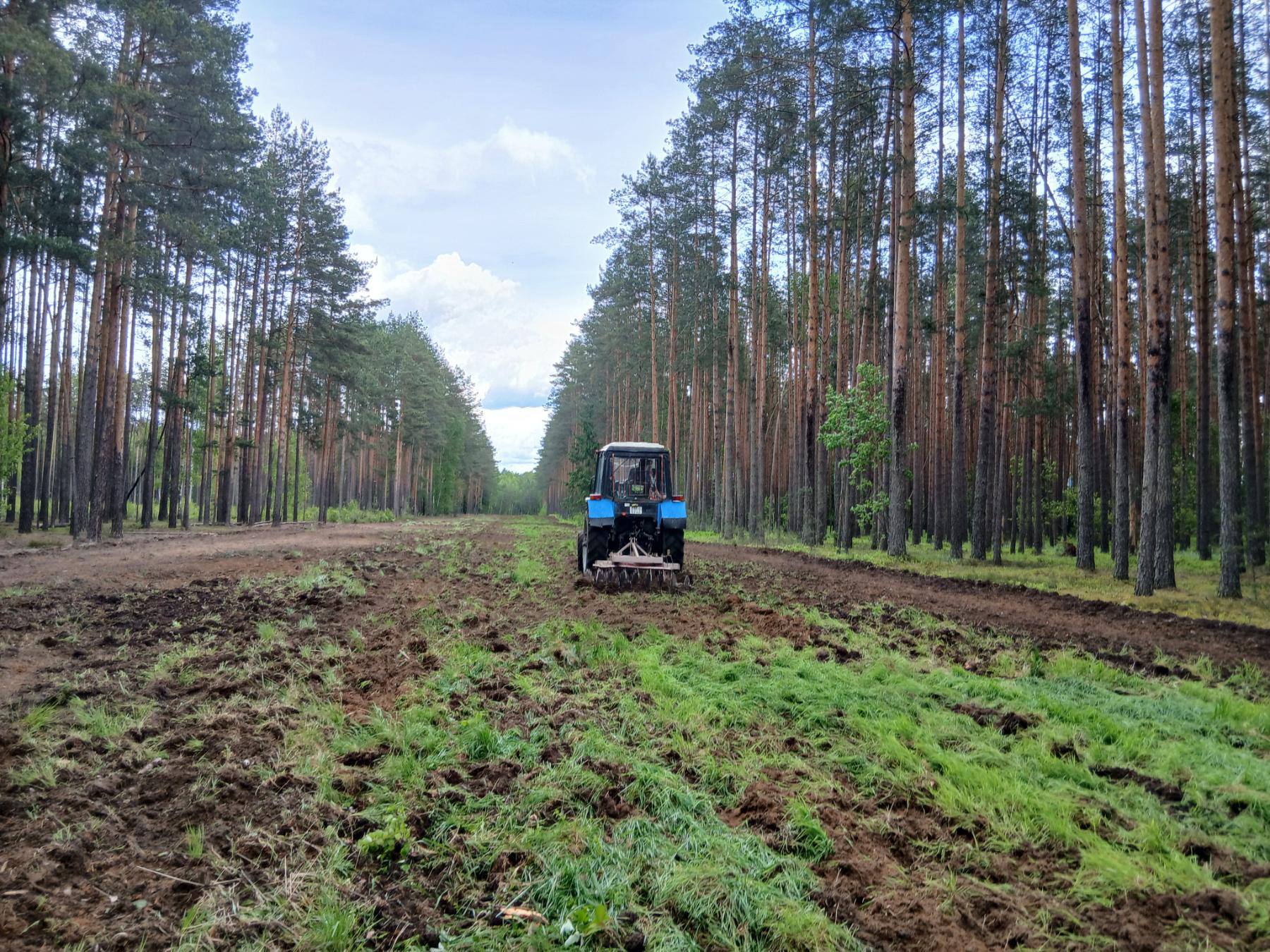 Как в Борисовском опытном лесхозе защищают лес от пожаров
