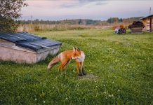 Как уберечь подворье от диких животных, рассказали в Минлесхозе как спасти домашнюю живность от хищников, рассказали в Министерстве лесного хозяйства