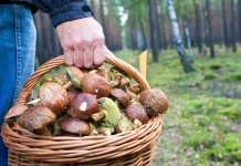 Как законно продавать грибы, ягоды и другую дикорастущую продукцию? ИМНС по Борисовскому району проведет лектории для граждан