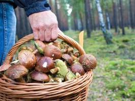 Как законно продавать грибы, ягоды и другую дикорастущую продукцию? ИМНС по Борисовскому району проведет лектории для граждан