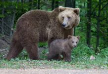 В Беларуси открыта охота на бурого медведя: что разрешено, сроки, правила и ответственность