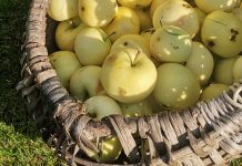 Солнечный день в ладони: как одно яблоко возвращает в детство