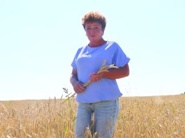 Кабинет агронома – поле. 28 лет на сельскохозяйственной ниве трудится Людмила Хацкевич