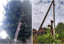 Дерево на перекрестке улиц Пыжикова-Жуковского в Борисове обрезали. Куда обращаться за помощью по таким вопросам