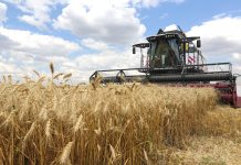 Минская область уже намолотила свыше миллиона тонн зерна с учетом рапса