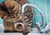 Где на Борисовщине сегодня будет отсутствовать водоснабжение Где на Борисовщине сегодня будет отсутствовать водоснабжение