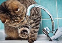 Где на Борисовщине сегодня будет отсутствовать водоснабжение