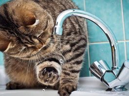 Где на Борисовщине сегодня будет отсутствовать водоснабжение Где на Борисовщине сегодня будет отсутствовать водоснабжение