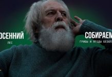 Собираетесь в грибы или ягоды? В Борисовском ГРОЧС рассказали, как сделать поход в лес безопасным