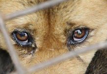 Какое наказание может повлечь жестокое обращение с животными, ответили в Борисовском РУВД