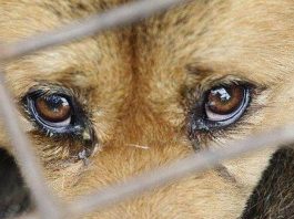 Какое наказание может повлечь жестокое обращение с животными, ответили в Борисовском РУВД