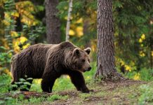 Жителей Борисовского района призвали соблюдать осторожность в лесу: в ходе охоты был ранен медведь