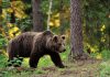 Жителей Борисовского района призвали соблюдать осторожность в лесу: в ходе охоты был ранен медведь