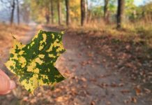 Почему стоит встать пораньше, когда дни становятся короче? Ответ в фоторепортаже